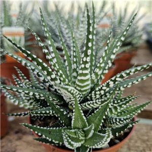 Haworthia Fasciata 'Big Band'